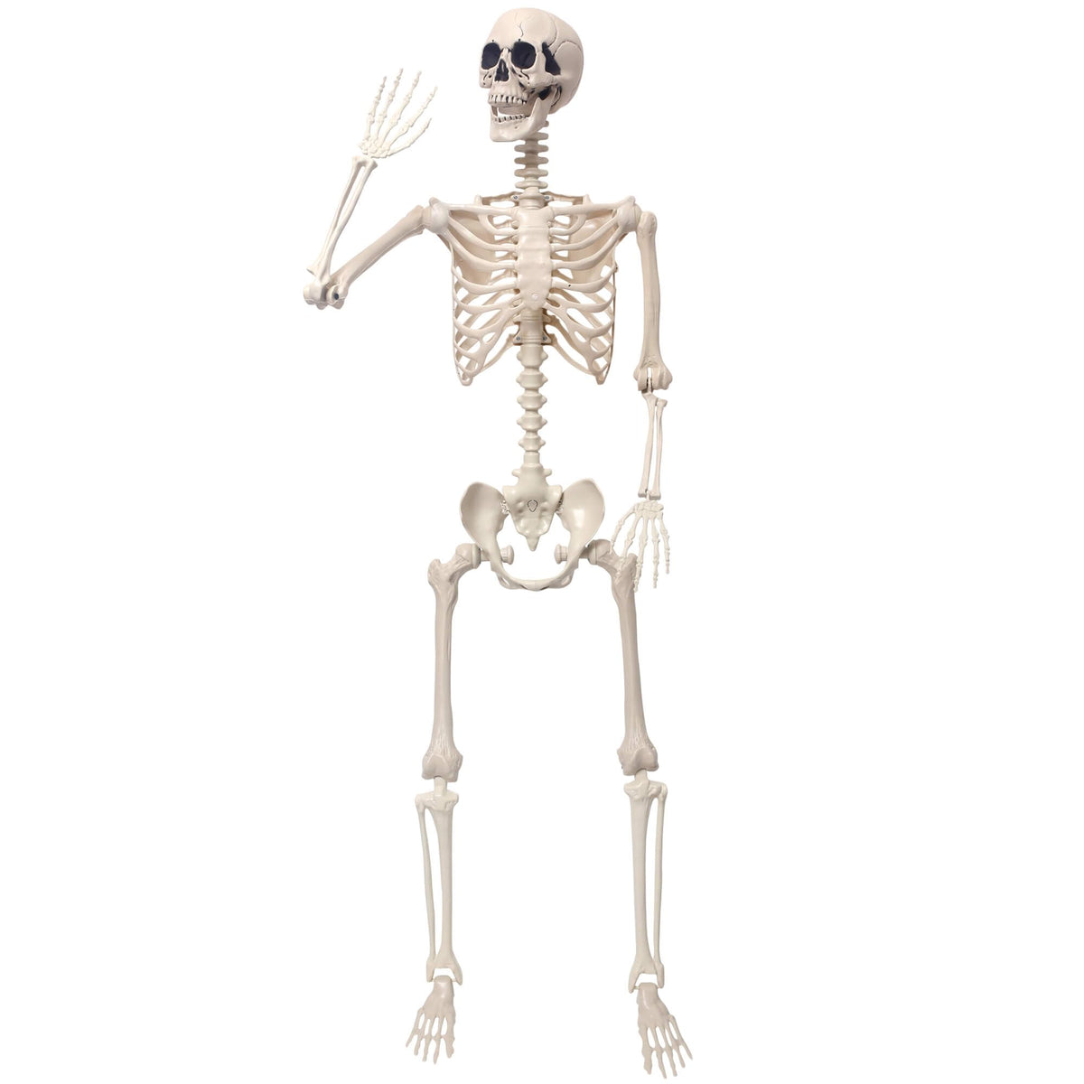 5.4Ft Movable Joints Plastic Skeleton Q269496