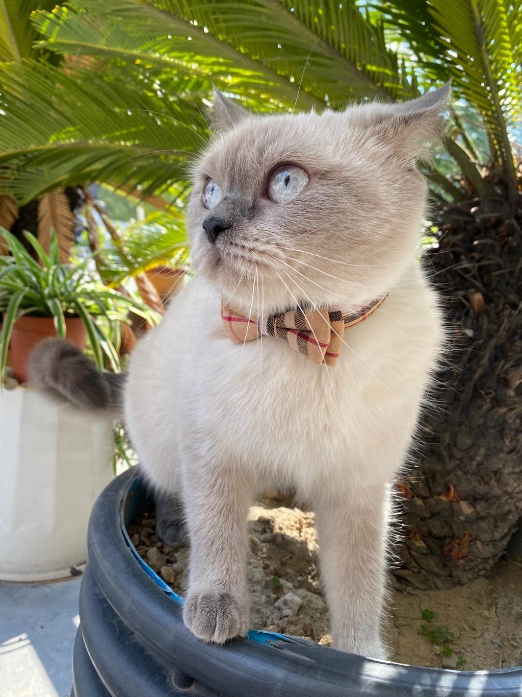 Breakaway Cat Collar with Bow Bell 2 Pack N339079