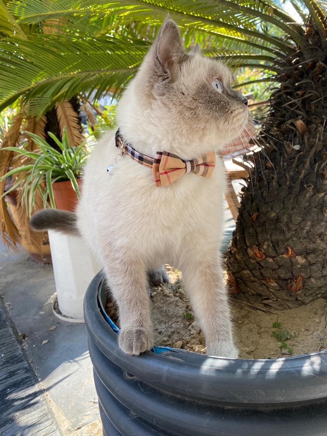 Breakaway Cat Collar with Bow Bell 2 Pack N339079