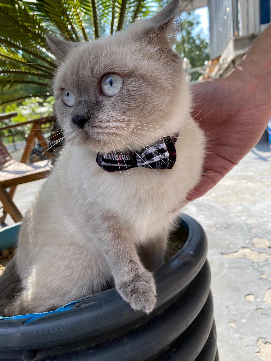 Breakaway Cat Collar with Bow Bell 2 Pack N339079