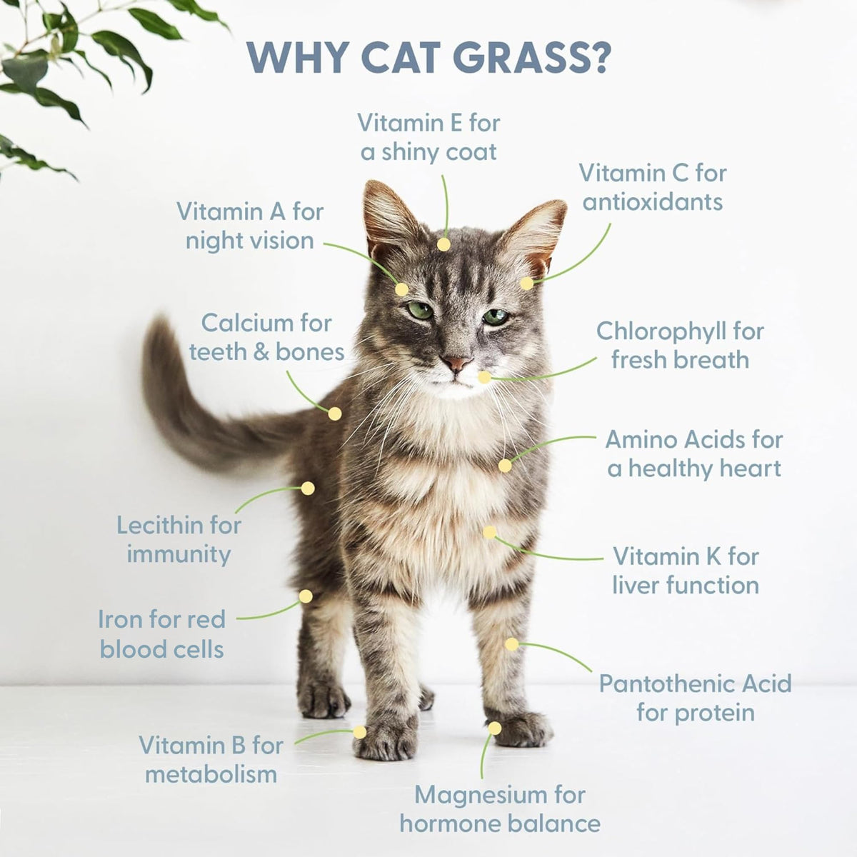 100% Organic Cat Grass Seed 8oz C683289