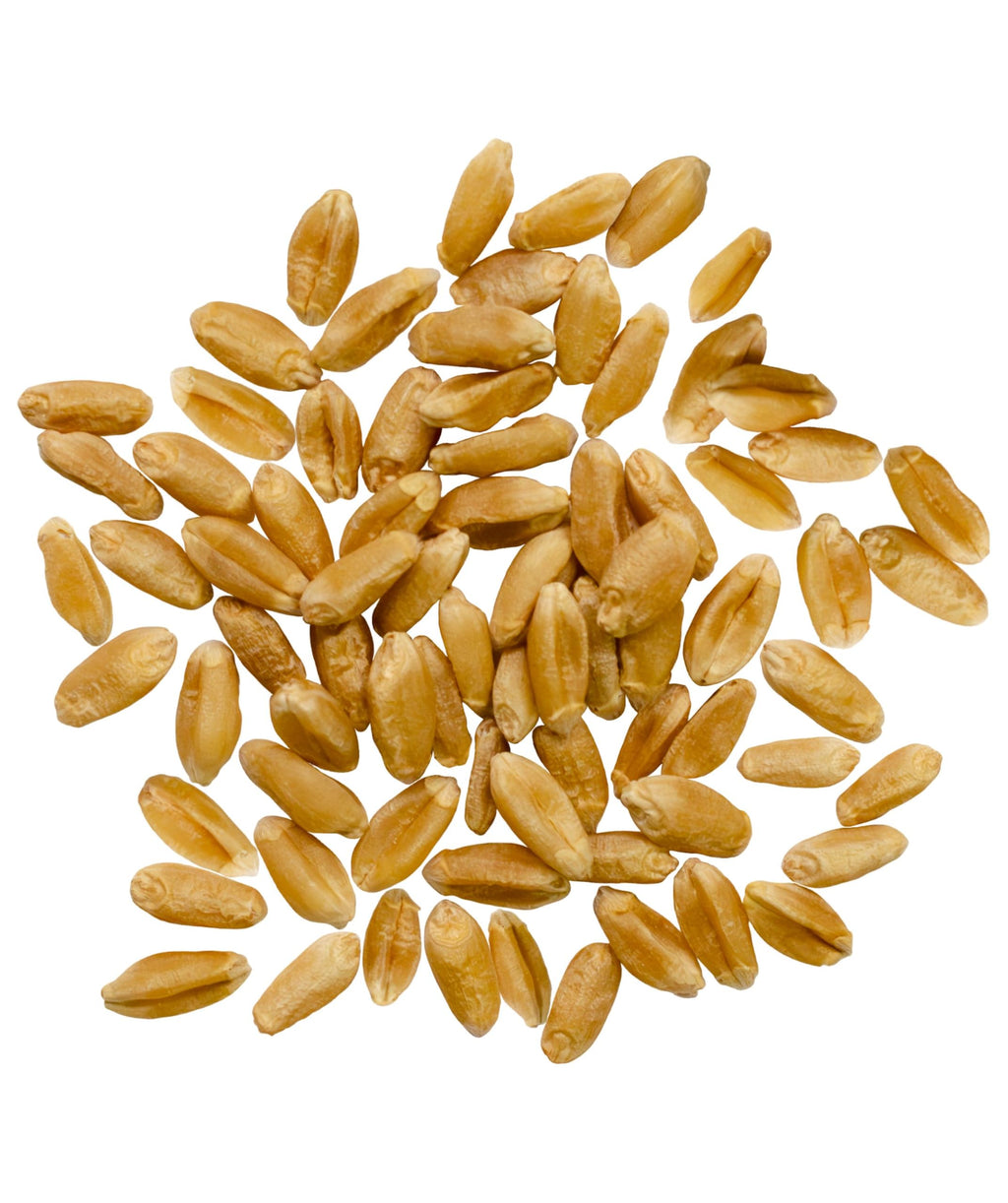 Hard Red Spring Wheat Berries 25 LBS Bag C6903