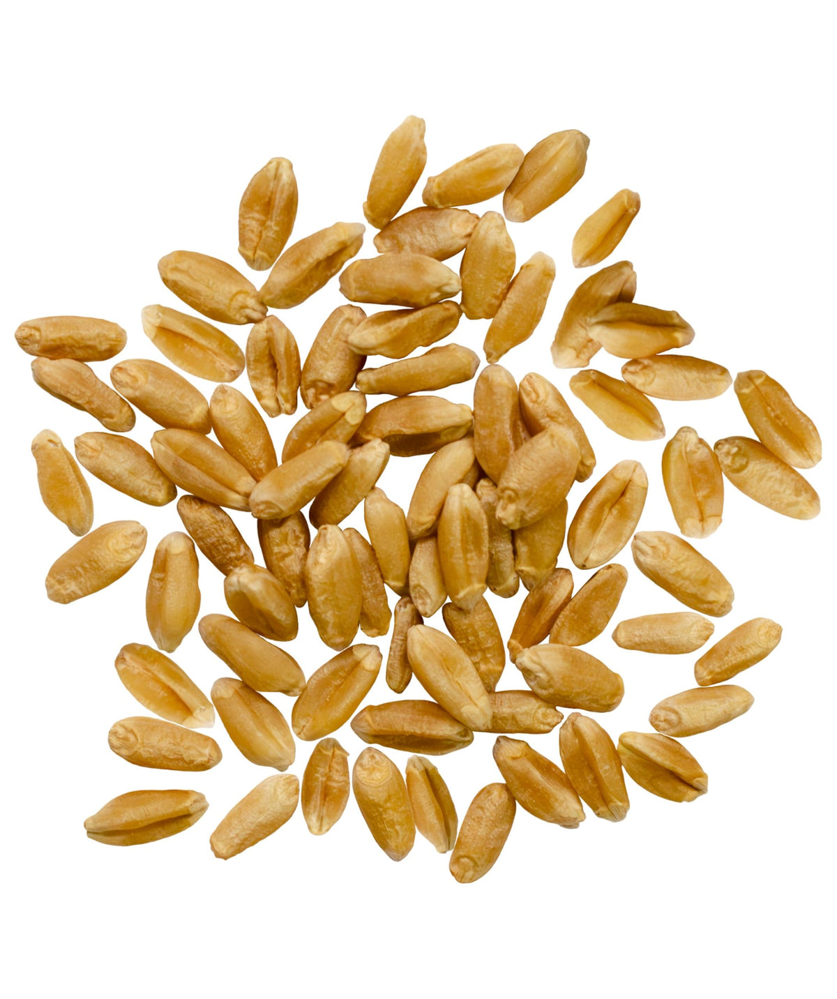 Hard Red Spring Wheat Berries 25 LBS Bag C6903
