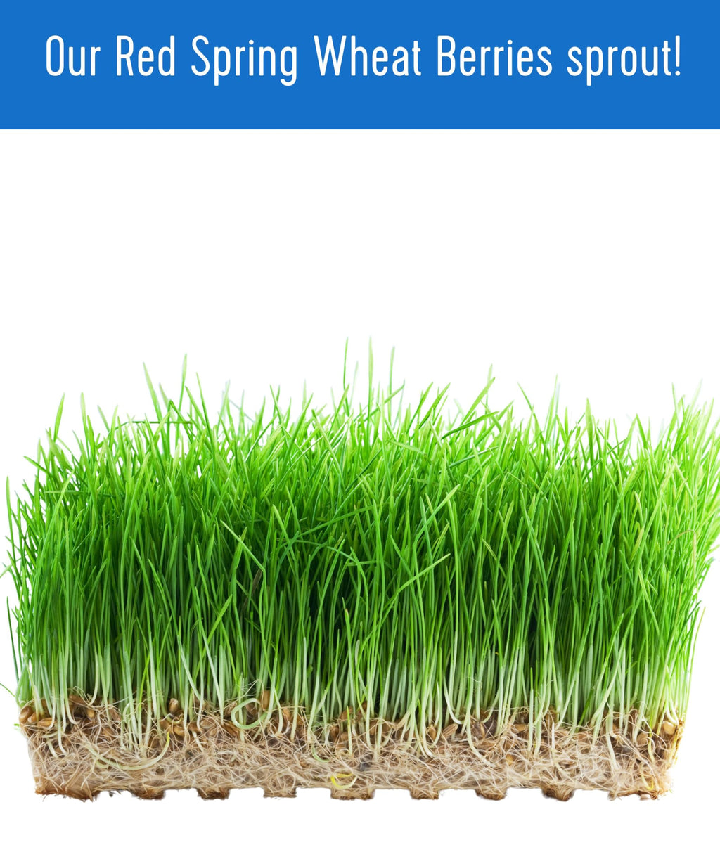 Hard Red Spring Wheat Berries 25 LBS Bag C6903