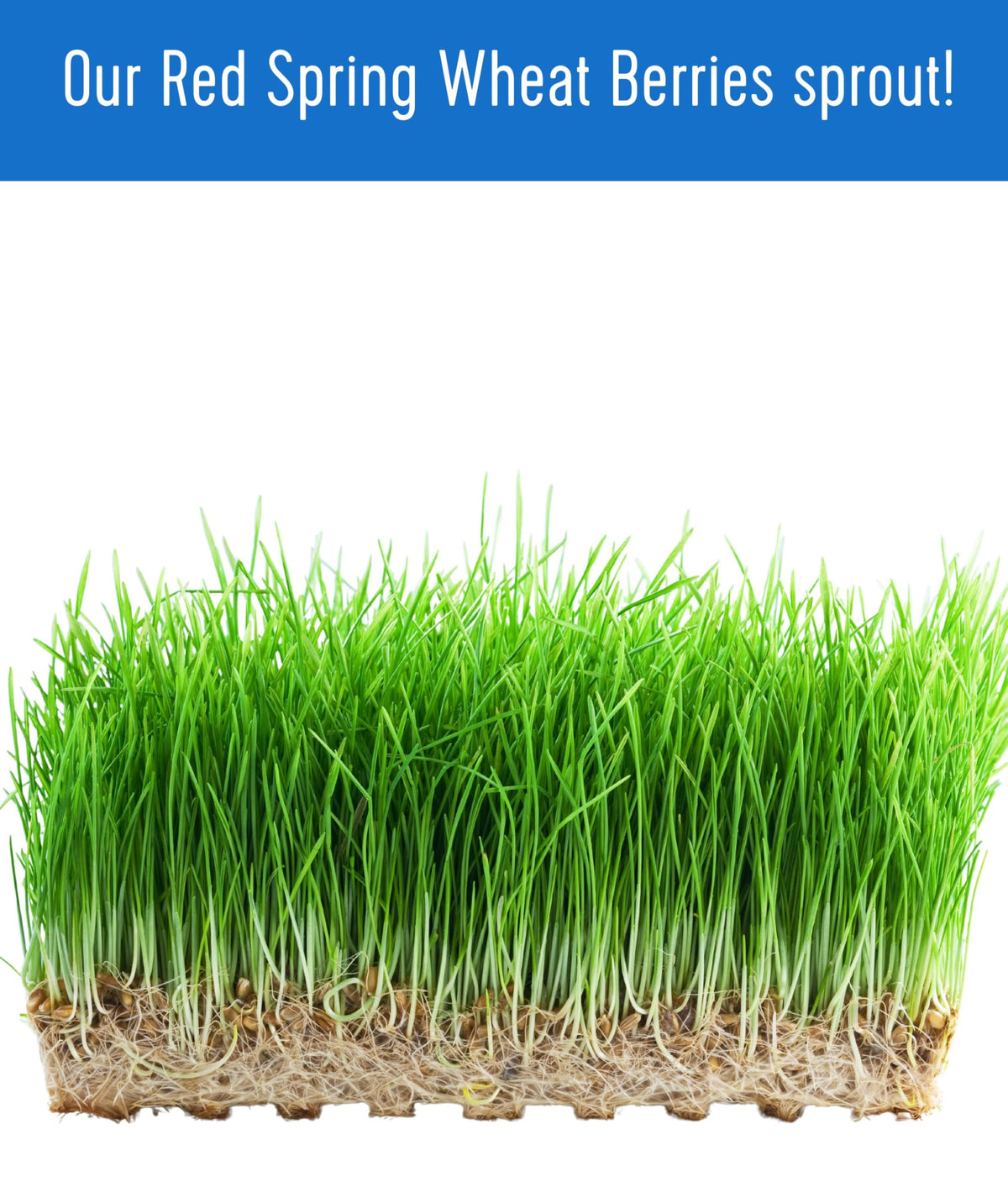 Hard Red Spring Wheat Berries 25 LBS Bag C6903